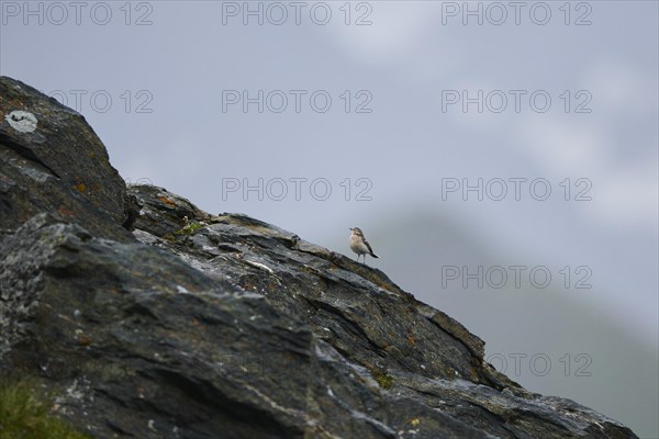 Water pipit