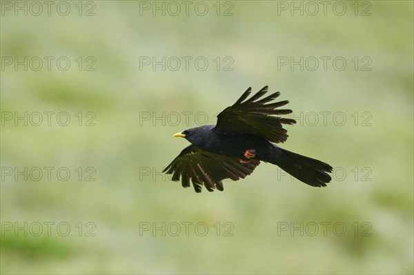 Yellow-billed chough