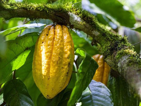 Cocoa plant