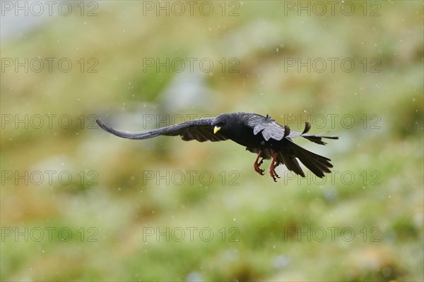 Yellow-billed chough