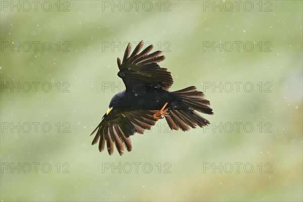 Yellow-billed chough