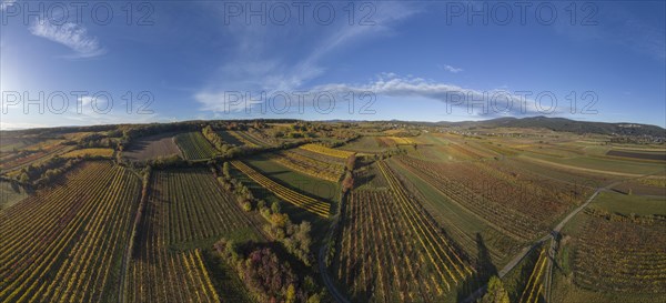 Aerial view of autumn vineyards