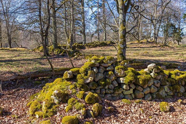 Stone wall and stone cairns in a beautiful old cultural landscape on a sunny spring day in a grove of trees
