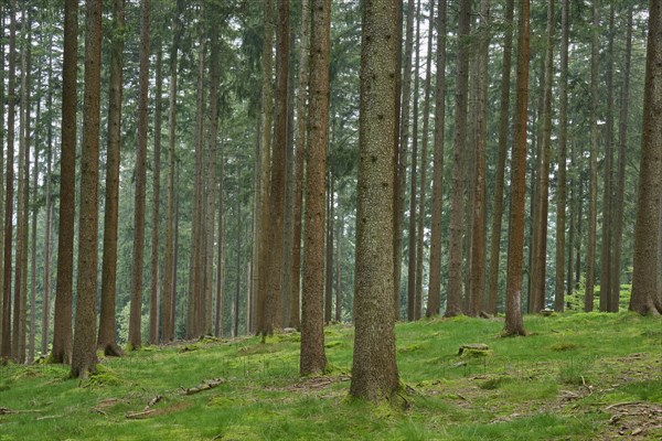 Fir forest with moss-covered ground and natural light