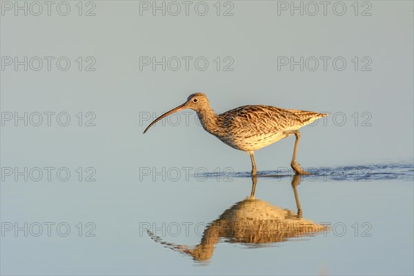 A shorebird wading in calm water with its reflection visible during golden hour