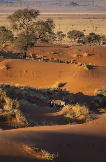 Oryx antelope standing on a red sand dune