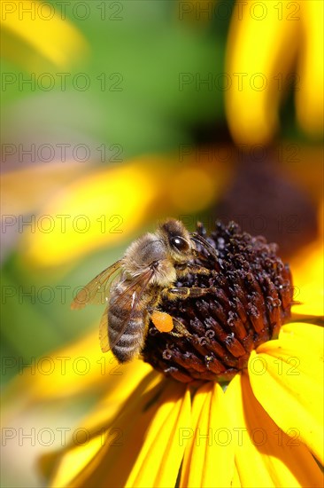 European honey bee