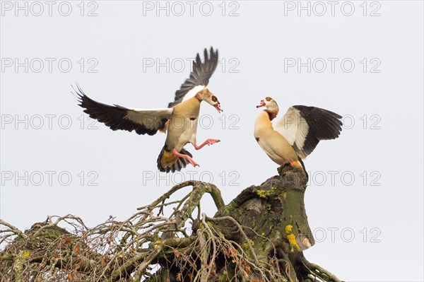 Egyptian geese