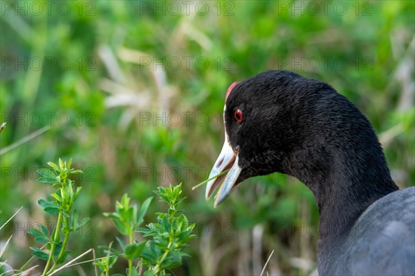 Common coot