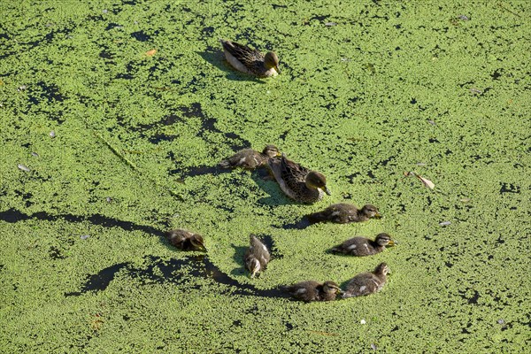 Family of free-ranging brown-headed ducks