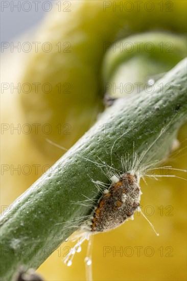 Citrus mealybug