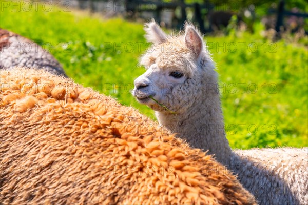 Alpaca Farm