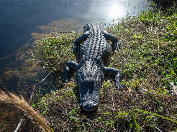 Alligator