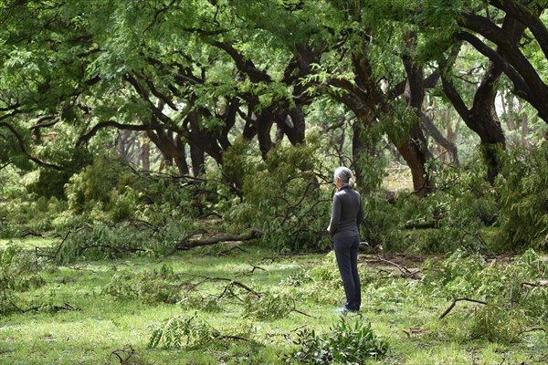 Broken and fallen trees of the species Tipu tree