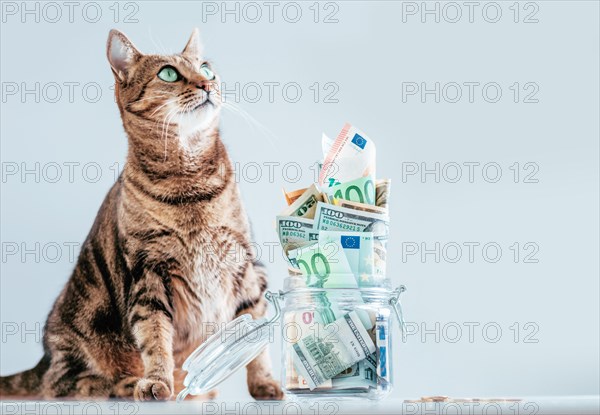 Cat posing on the background of a piggy bank. The concept of expenses for the maintenance of thoroughbred breeds of pets.