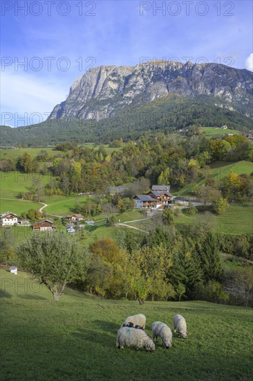 Sheep in a meadow behind Schlern massif