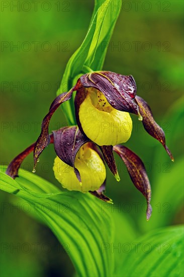 Yellow lady's slipper orchid