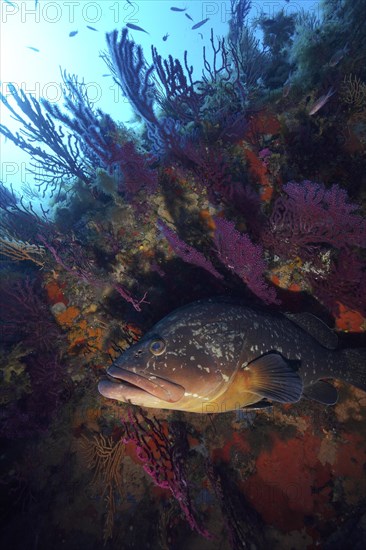 Dusky grouper