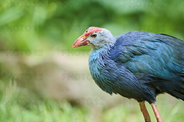 Western swamphen