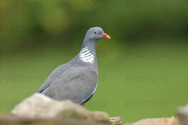 Common wood pigeon