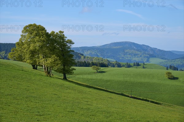 Meadow with copper beeches in spring
