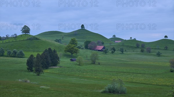 Green moraine hills landscape with meadows and lime trees and some small houses under a cloudy sky