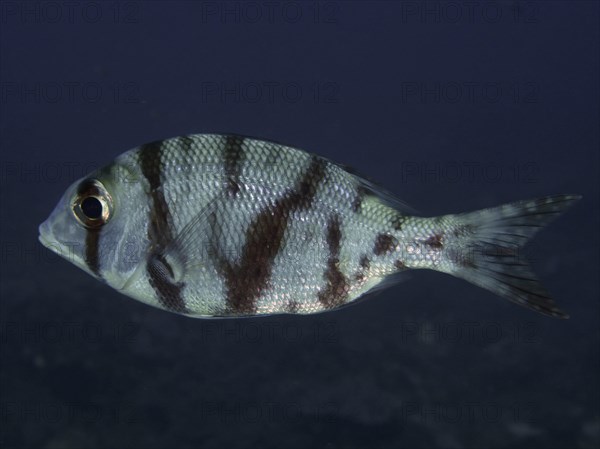 Robinson's big-headed snapper