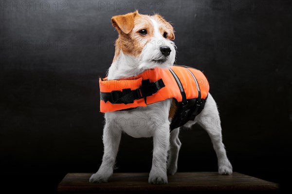 Pedigreed Jack Russell in the costume of a lifeguard Malibu stands on a pedestal in the studio.