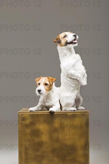 Two purebred jack russell posing in a studio.