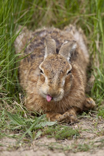 European brown hare