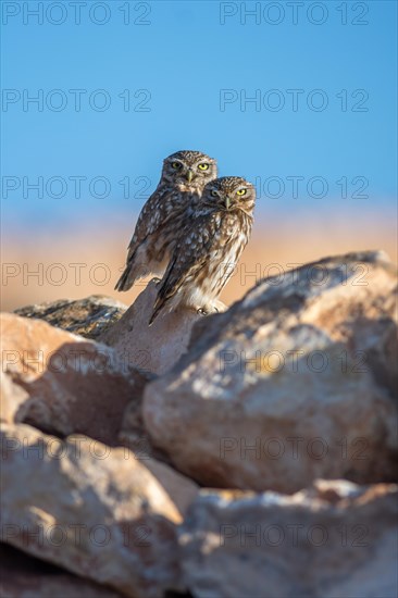 Pair of little owl