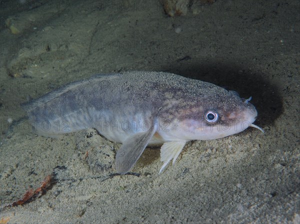 Burbot