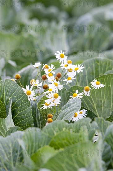 Mayweed