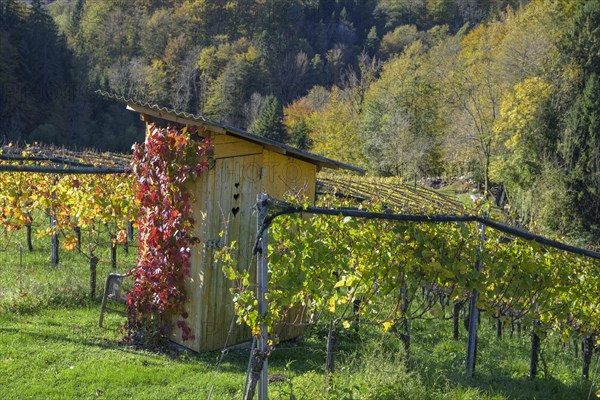 Outhouse in the vineyard