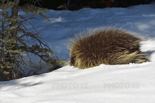 North american porcupine
