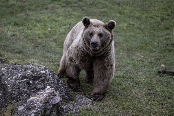 Syrian brown bear