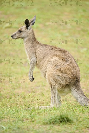 Western grey kangaroo