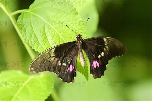 Gold rim swallowtail