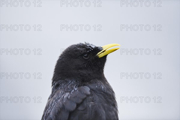 Yellow-billed chough