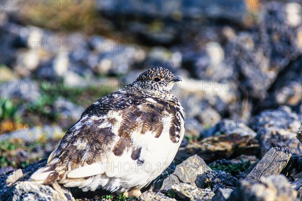 White-tailed ptarmigan