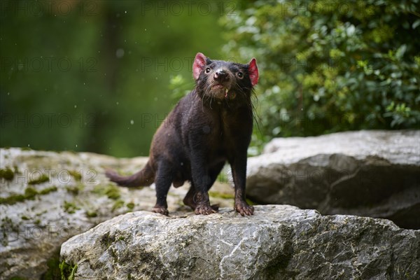 Tasmanian devil