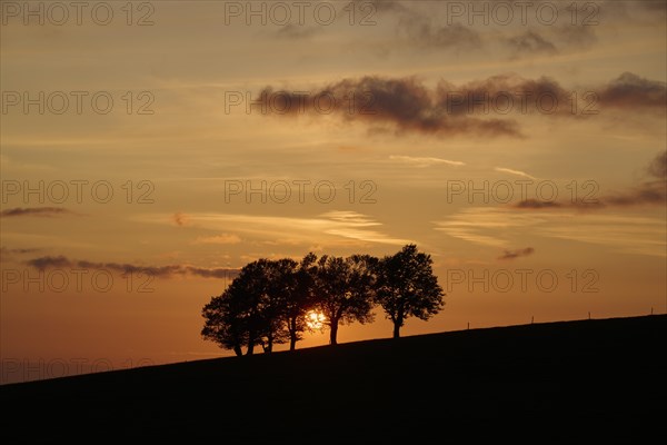 Wind beeches at sunset in spring