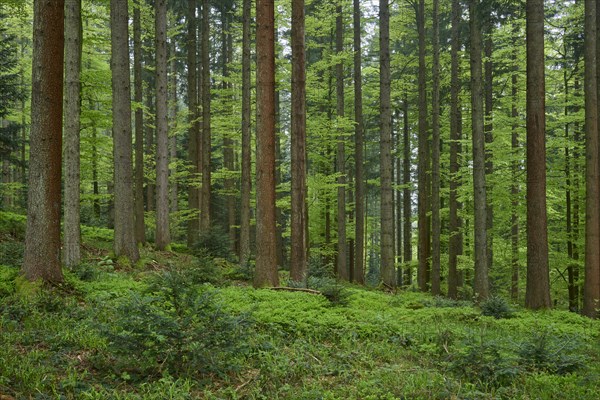 Dense fir forest with moss-covered ground and natural light