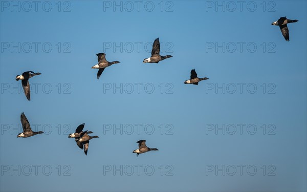 Brent Goose