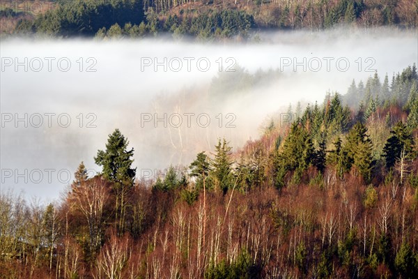 Hunsrueck landscape with forest and meadows on the edge of the Hunsrueck-Hochwald National Park with fog on an early winter morning