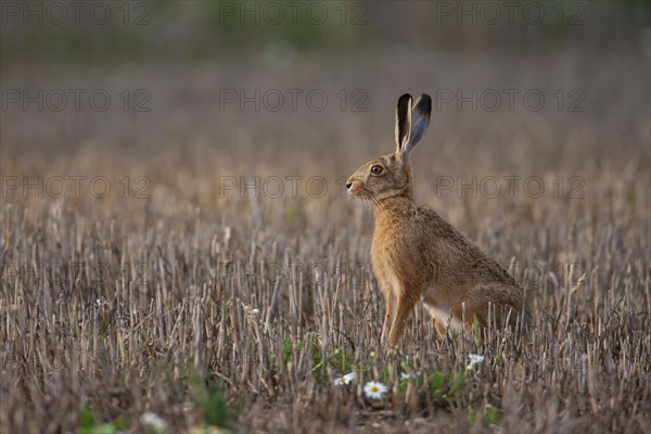 European brown hare