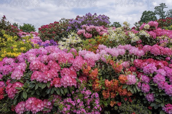 Rhododendron and azalea blossom