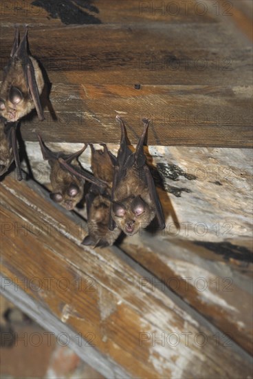 Lesser horseshoe bat