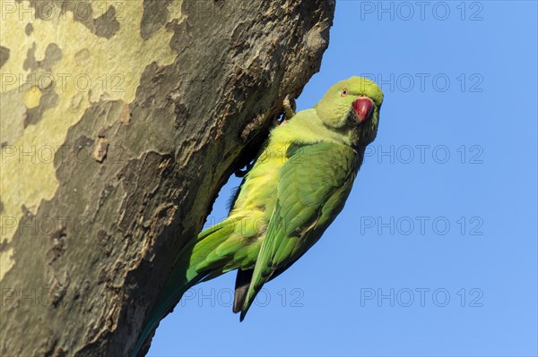 Rose-ringed parakeet