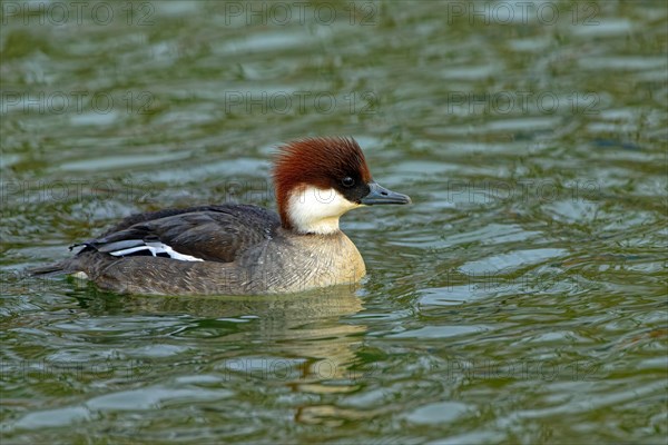 Smew